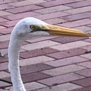 Profile photo of Tyi